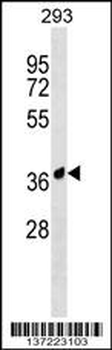 AMICA1 Antibody (N-term)