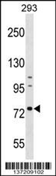 RNPEP Antibody (Center)
