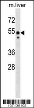 Mouse Src Antibody (N-term)
