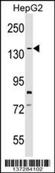 SYCP1 Antibody (C-term)
