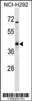 UTF1 Antibody (Center)