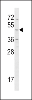 HRH4 Antibody (Center)