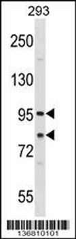SEC23A Antibody (Center)