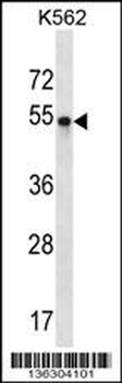 POU3F2 Antibody (Center)