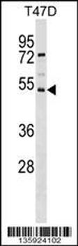 SVOPL Antibody (Center)