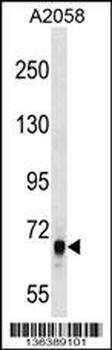 ARHGEF5 Antibody (C-term)