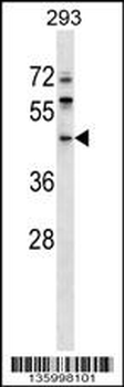 ERI1 Antibody (N-term)