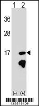 ERH Antibody (N-term)
