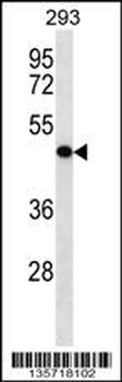 KLRG2 Antibody (N-term)