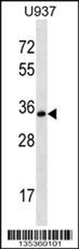 STX12 Antibody (C-term)