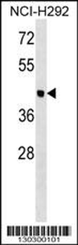 OTOL1 Antibody (N-term)