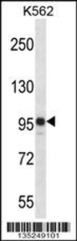SAP130 Antibody (C-term)
