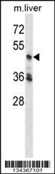 PCTK3 Antibody (C-term)