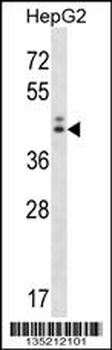 NGDN Antibody (Center)