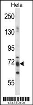 PJA1 Antibody (N-term)
