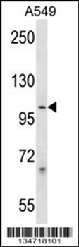 PCDHB1 Antibody (C-term)