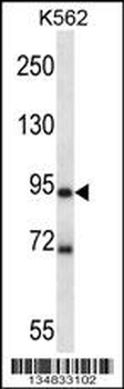Mouse Mark1 Antibody (C-term)