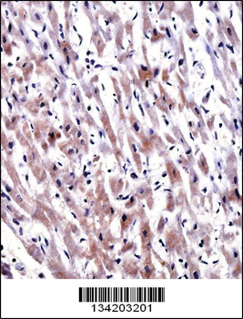 EGLN3 Antibody (C-term)