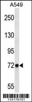 D19L4 Antibody (N-term)