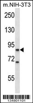 Mouse Ksr1 Antibody (C-term)