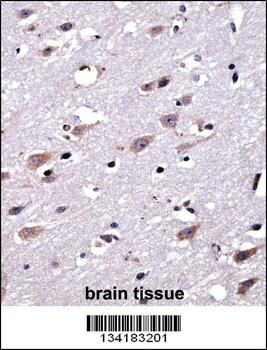 CREG2 Antibody (C-term)