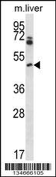 Mouse Pim1 Antibody (C-term)