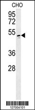 WBS16 Antibody (N-term)