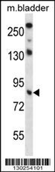 TRIM36 Antibody (Center)