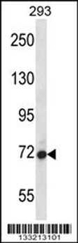 AGAP4 Antibody (C-term)