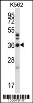 CRKL Antibody (N-term)