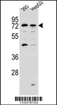 GIMAP8 Antibody (N-term)