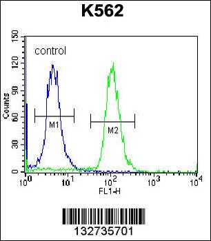 AMELX Antibody (N-term)