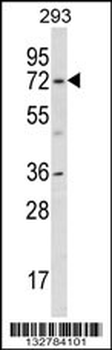 KCND1 Antibody (N-term)