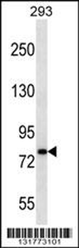 CDH19 Antibody (C-term)