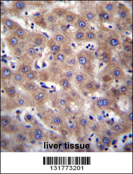 CDH19 Antibody (C-term)
