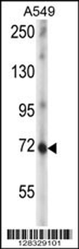 ZNF429 Antibody (C-term)