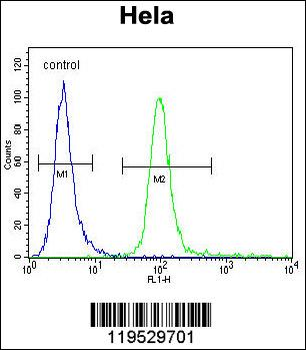 HMFG Antibody (C-term)