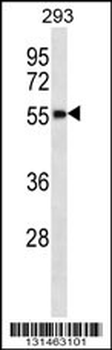 CG064 Antibody (Center)