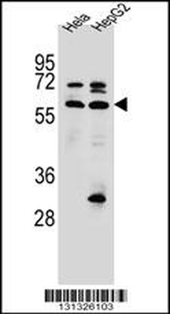 SEPN1 Antibody (C-term)