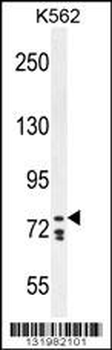 CDH24 Antibody (N-term)