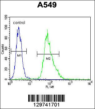 MYBPHL Antibody (N-term)