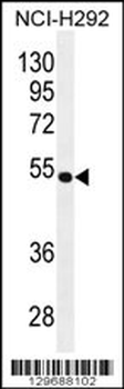 TRIM5 Antibody (C-term)