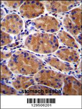 GIN1 Antibody (C-term)
