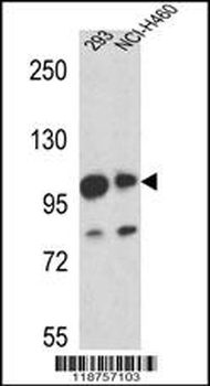 MAML1 Antibody (Center)