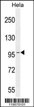 COG3 Antibody (C-term)