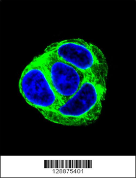 EXOC3L Antibody (C-term)