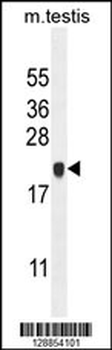 C4orf46 Antibody (C-term)