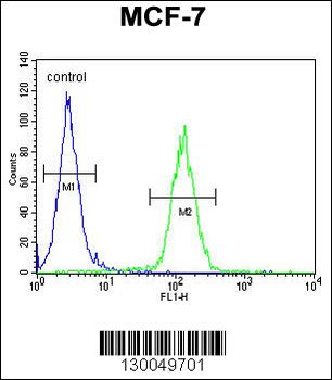 USF1 Antibody (Center)