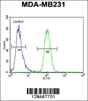 GNL3L Antibody (N-term)