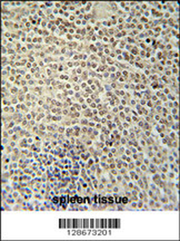 RBMX2 Antibody (C-term)